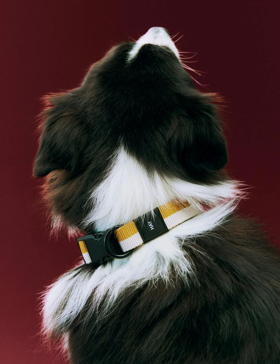 Hay Dog Collar - various colours - Image 3