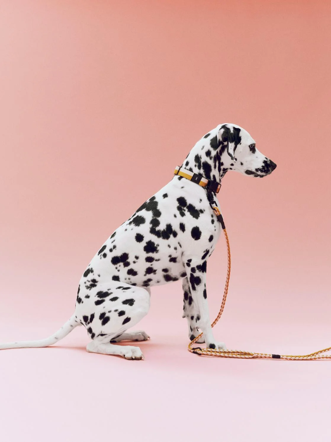 Hay Dog Collar - various colours - Image 4