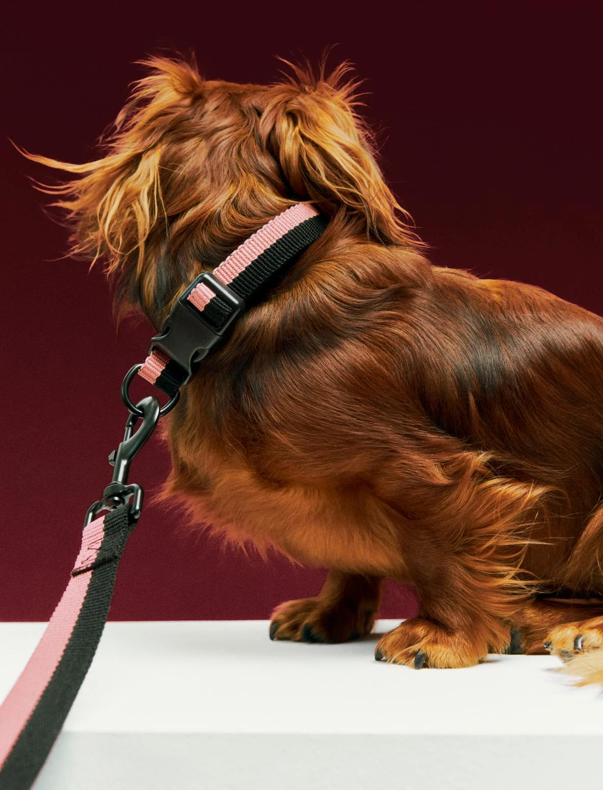 Hay Dog Collar - various colours - Image 5