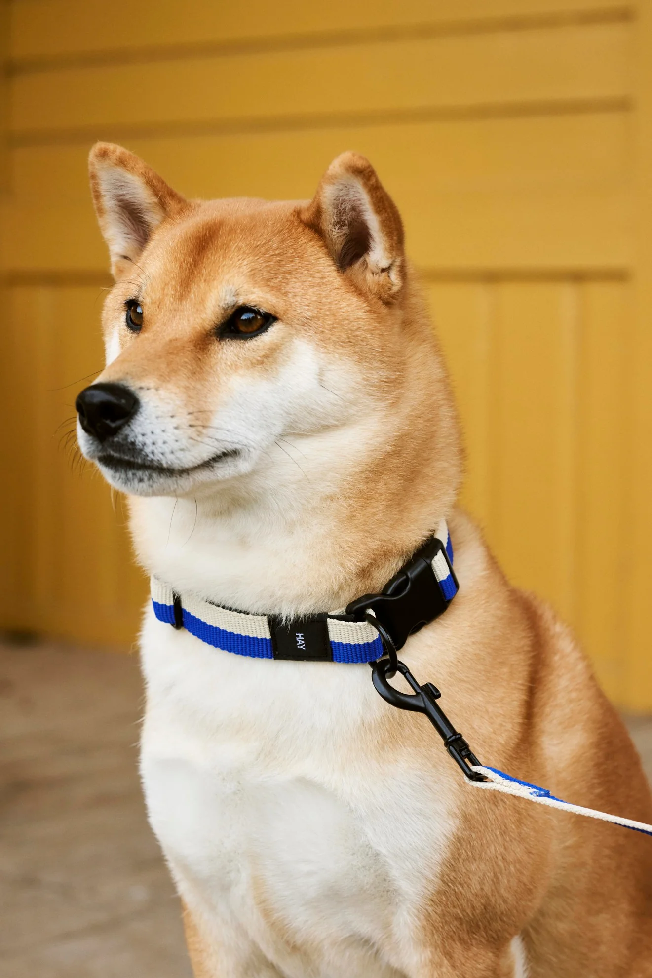 Hay Dog Collar - various colours - Image 6