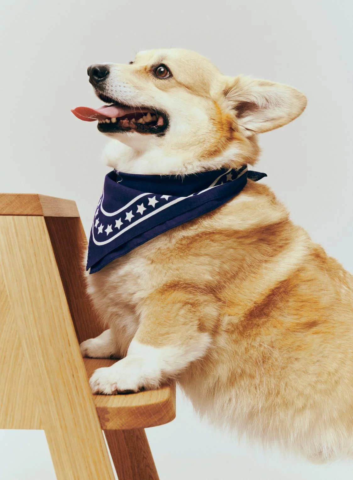Hay Dog Scarves - various colours - Image 3