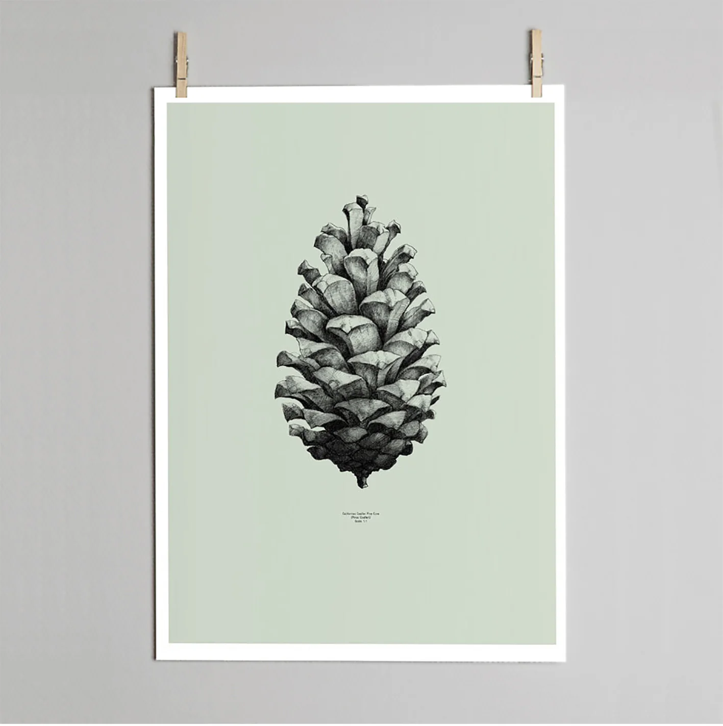 Pine cone print