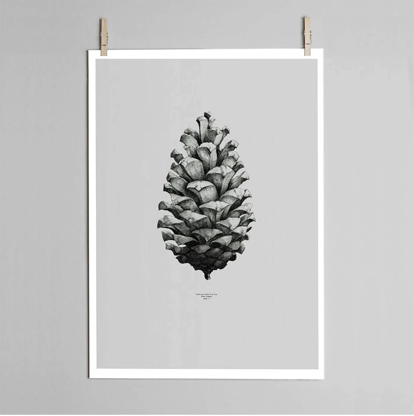 Pine cone print - Image 2